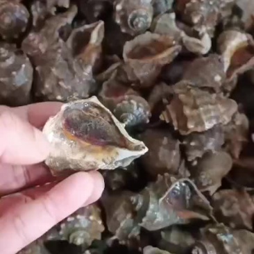 海螺