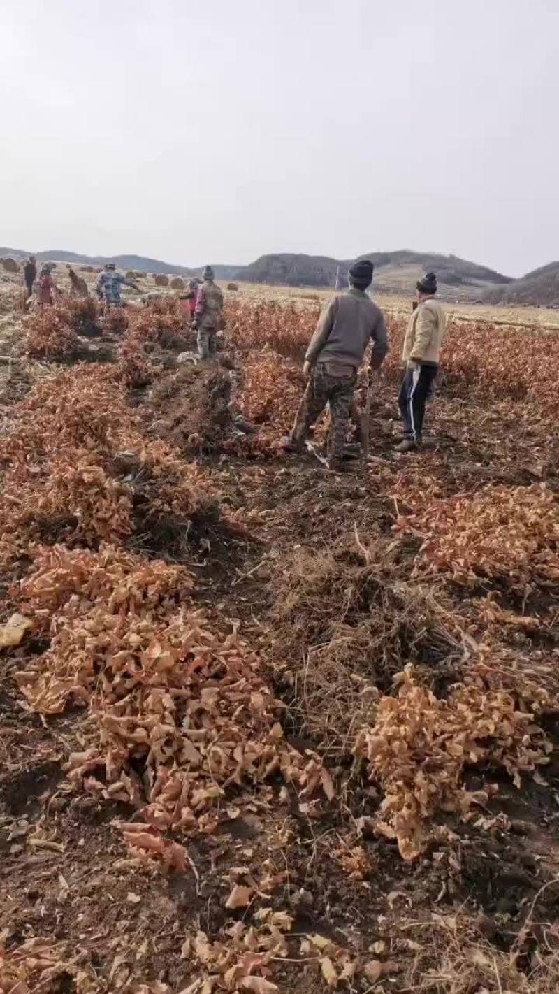 柞蚕树苗