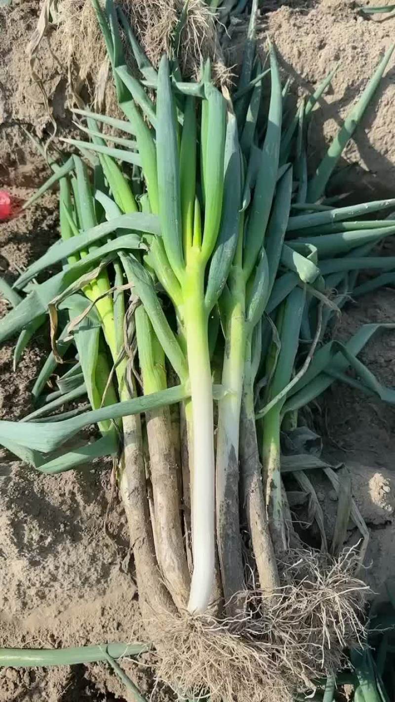 杭州大葱
