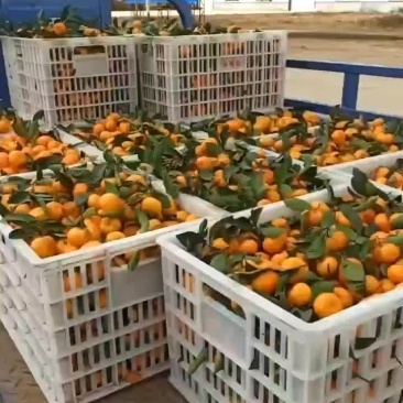 沙糖桔