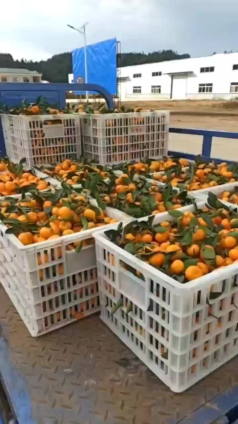 沙糖桔