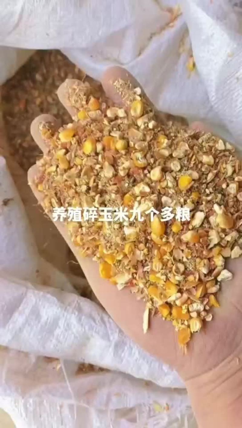 毛粮碎玉米现货135吨