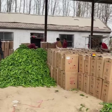 精品大椒