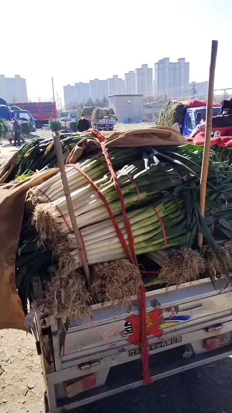 铁杆大葱