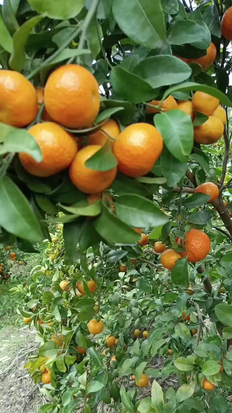 桂林正宗沙糖橘大量上市啦
