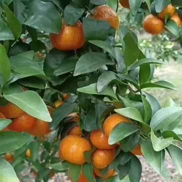 桂林正宗沙糖橘大量上市啦