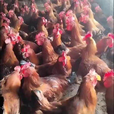 大红公鸡