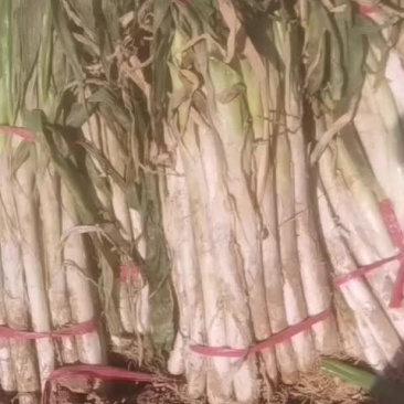 长白大葱