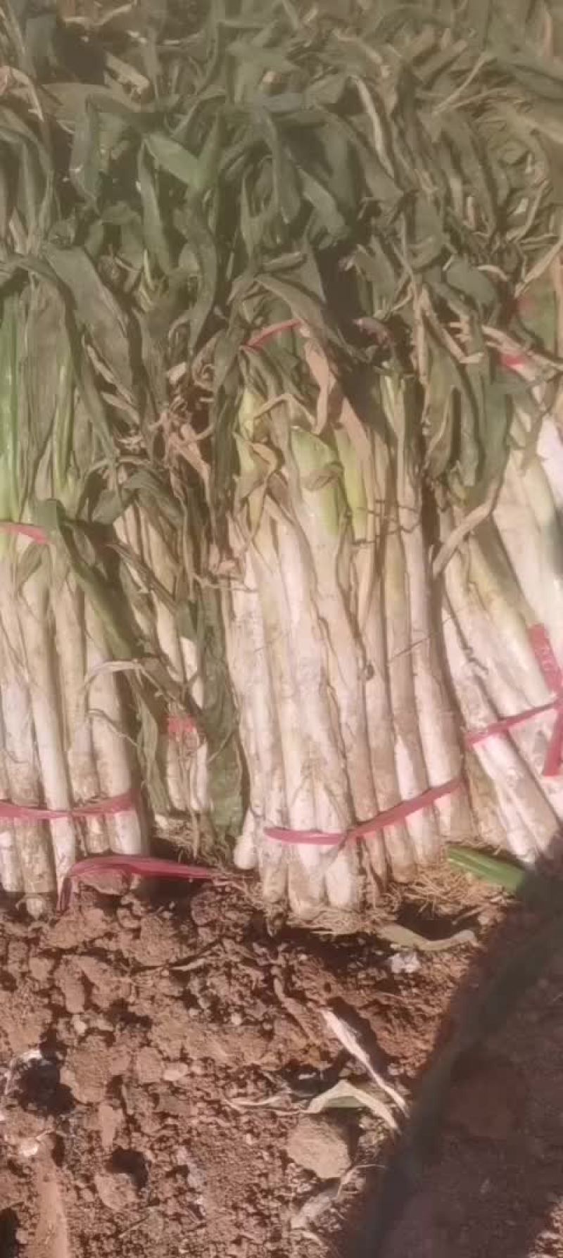 长白大葱