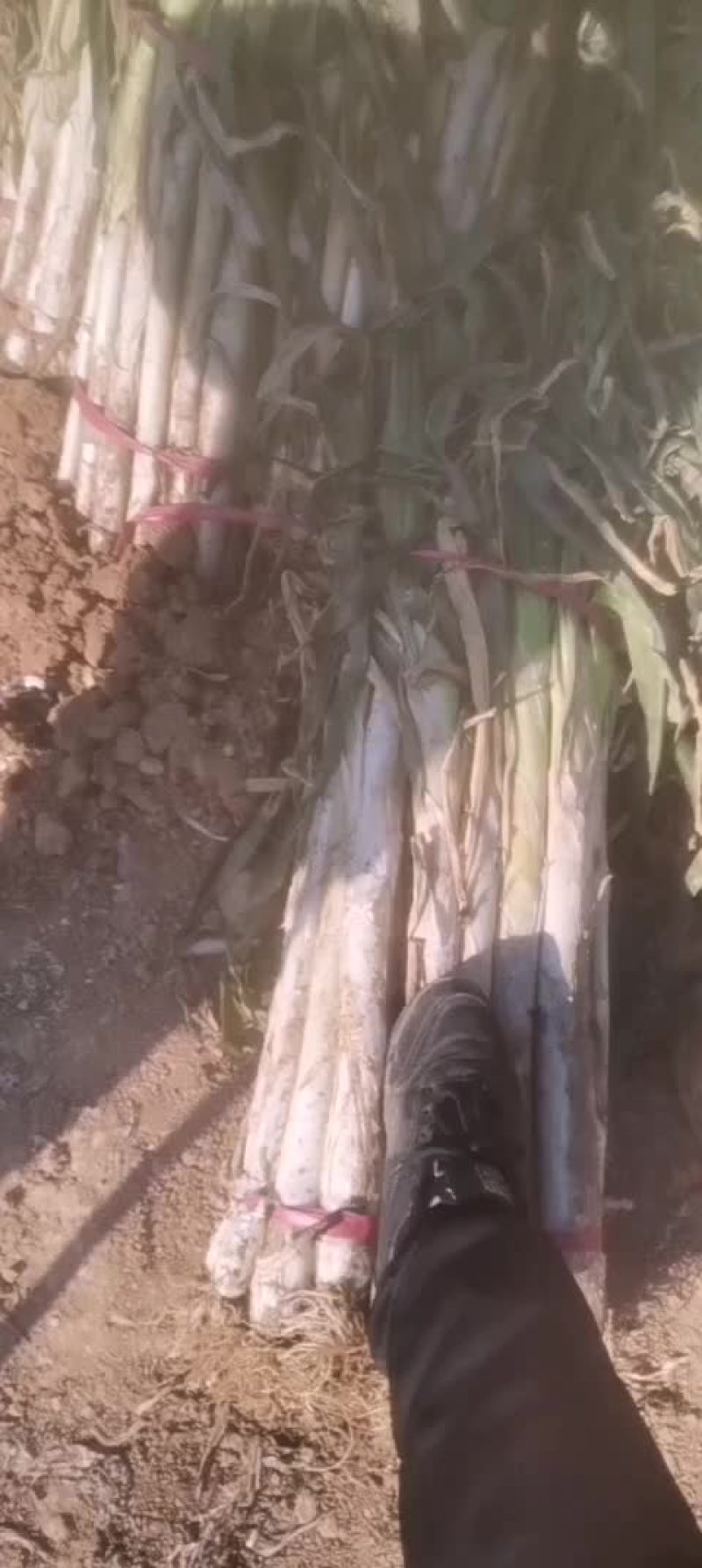 长白大葱
