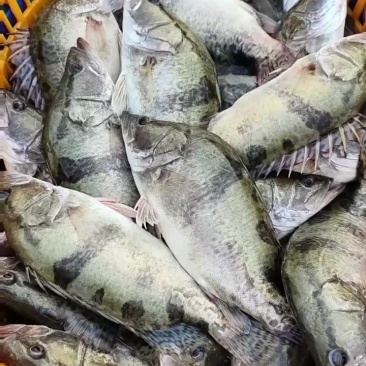 饲料鳜鱼