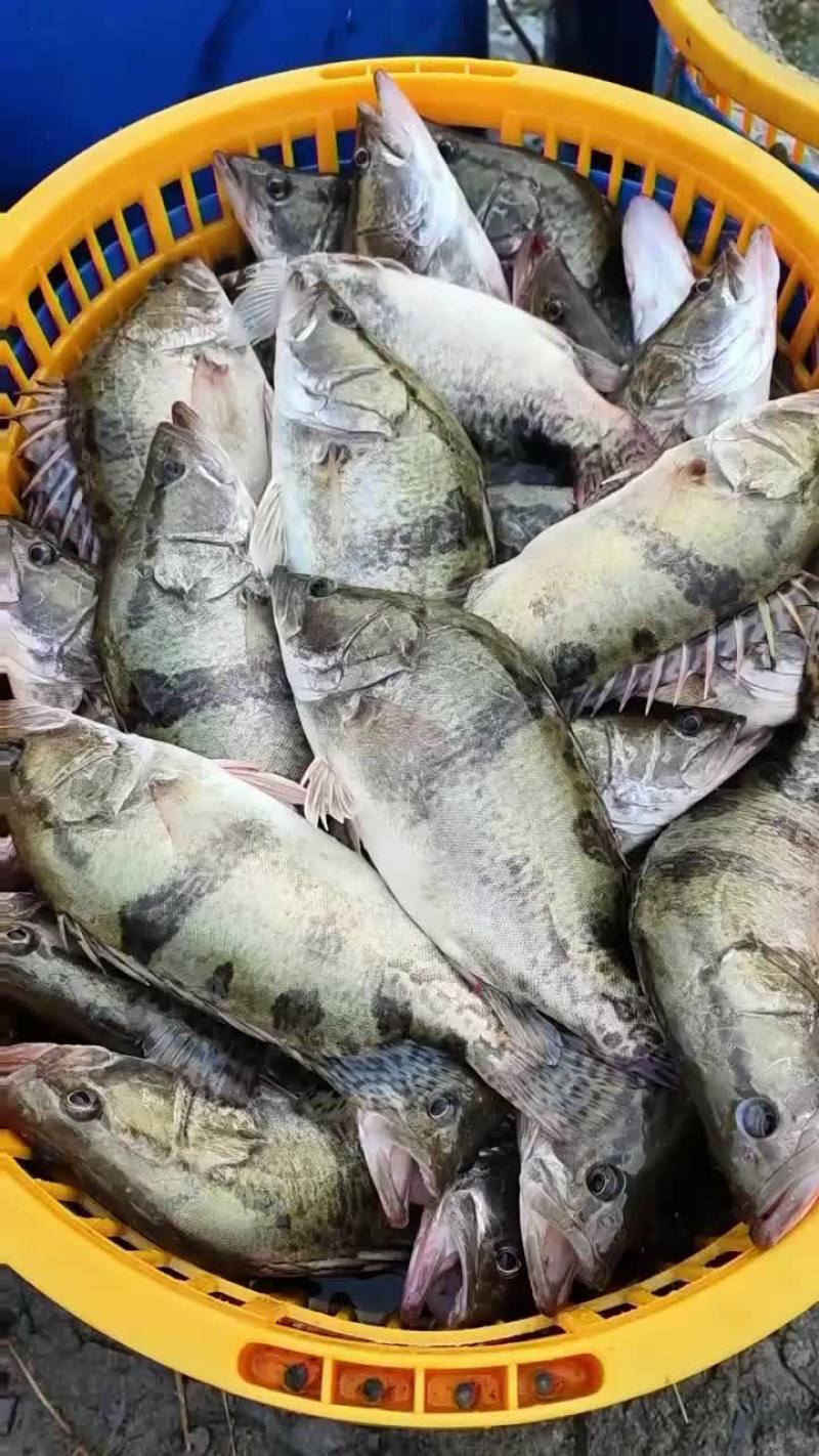 饲料鳜鱼