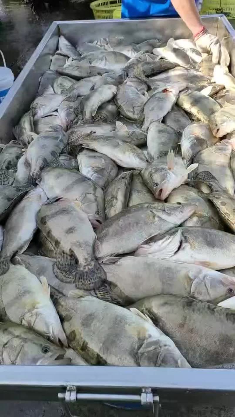 饲料鳜鱼