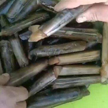 竹节蛏，需要的联系我！