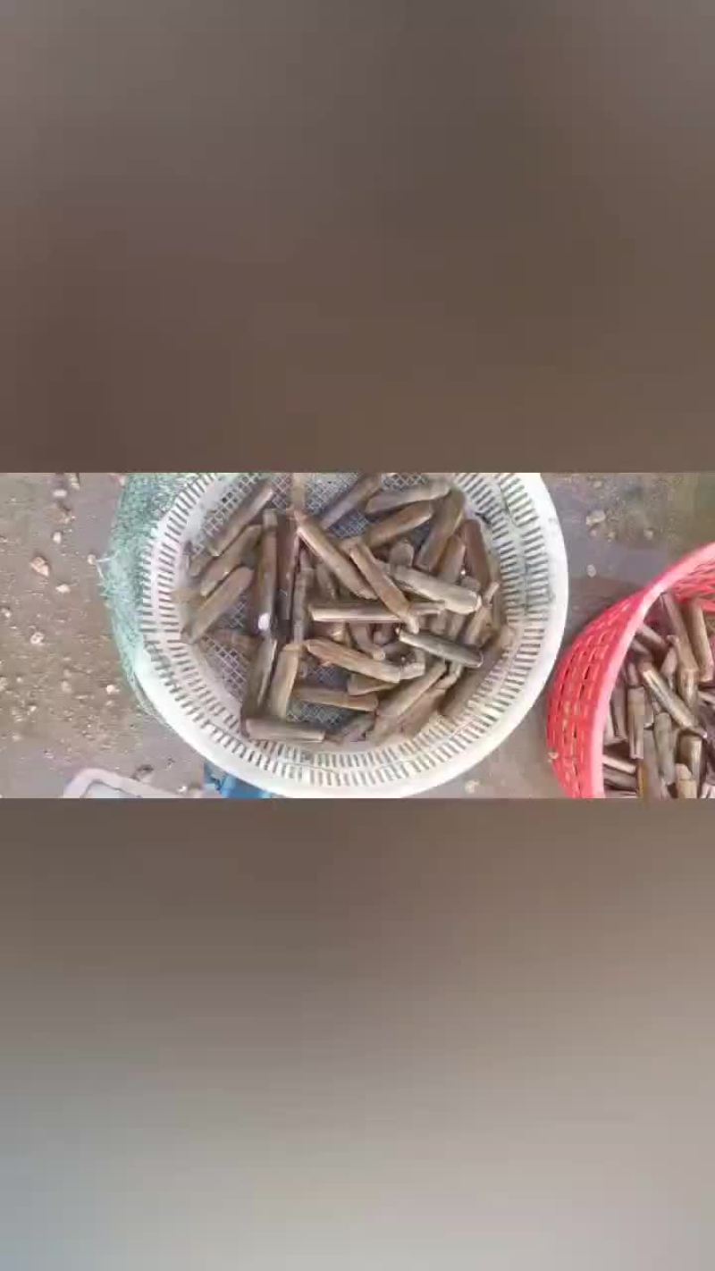 竹节蛏，需要的联系我！
