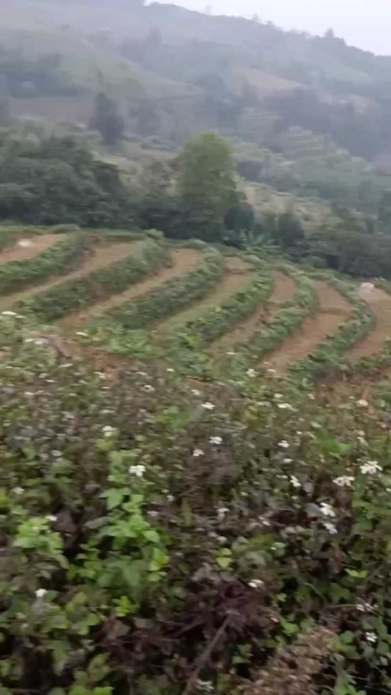 有一万水田，租也可以，一起合作也可以