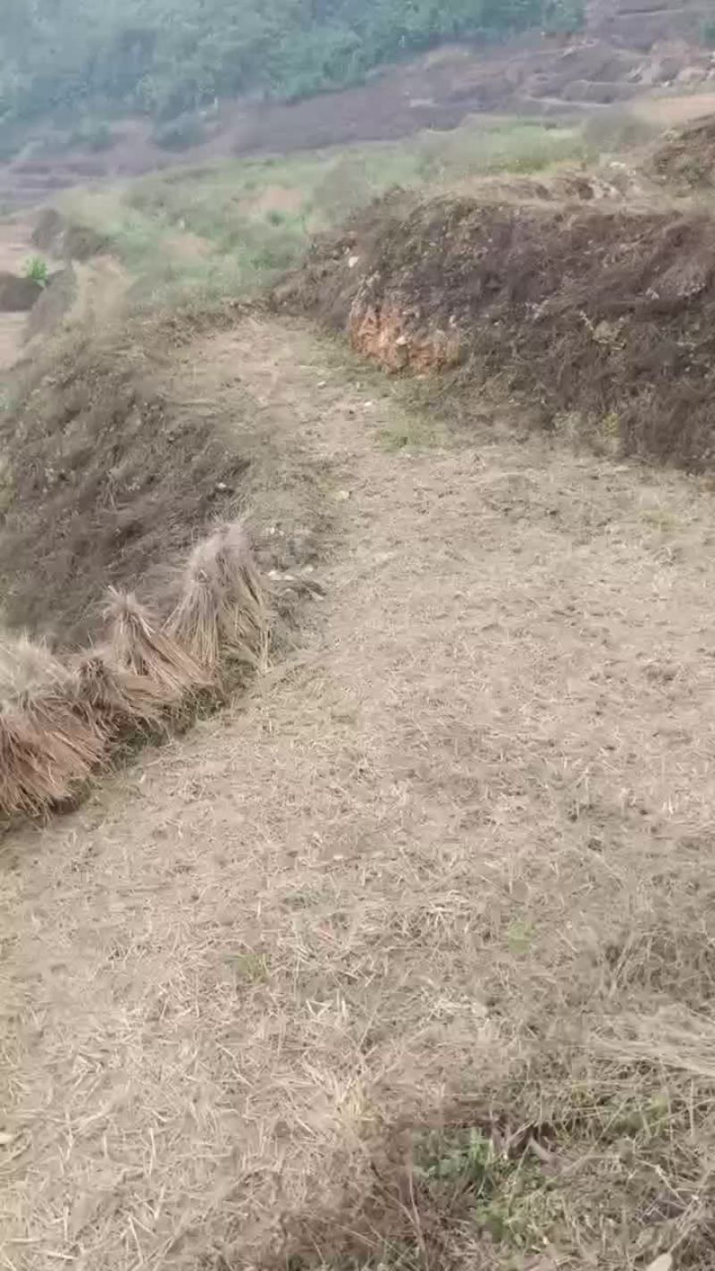 有一万水田，租也可以，一起合作也可以