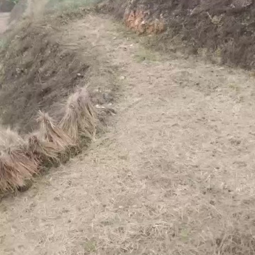 有一万水田，租也可以，一起合作也可以
