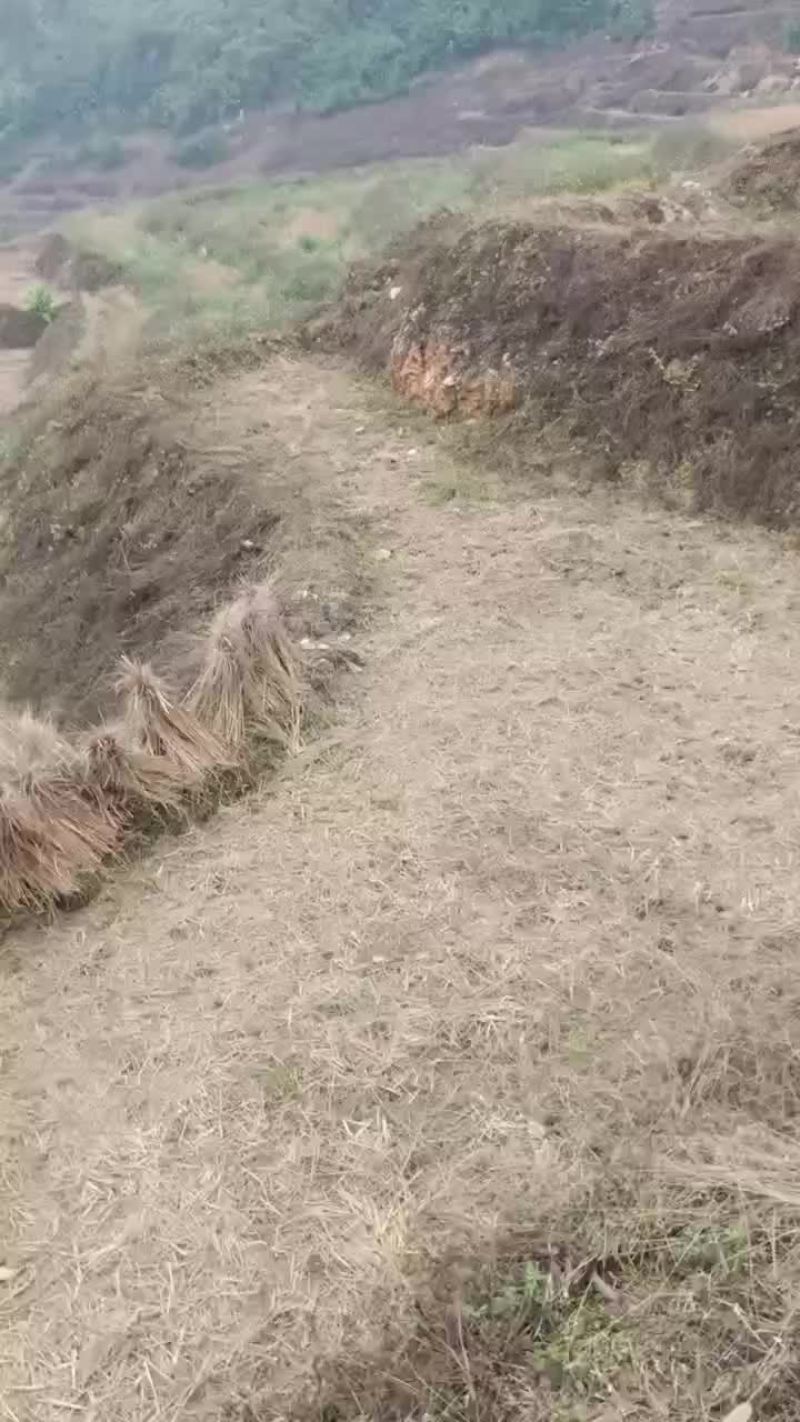 有一万水田，租也可以，一起合作也可以