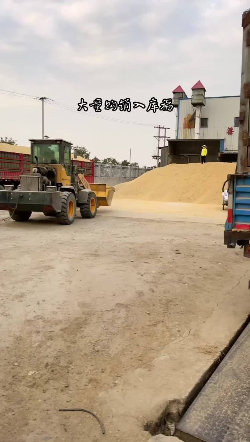 大量出售稻谷水份13.5以内