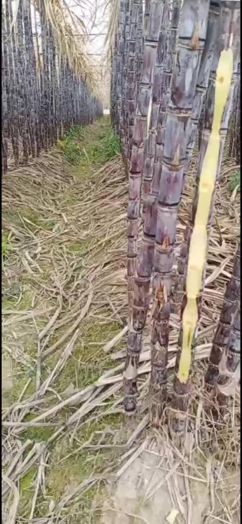 广东翁源黑皮甘蔗，只冻干了叶子，甘蔗肉没得事，
