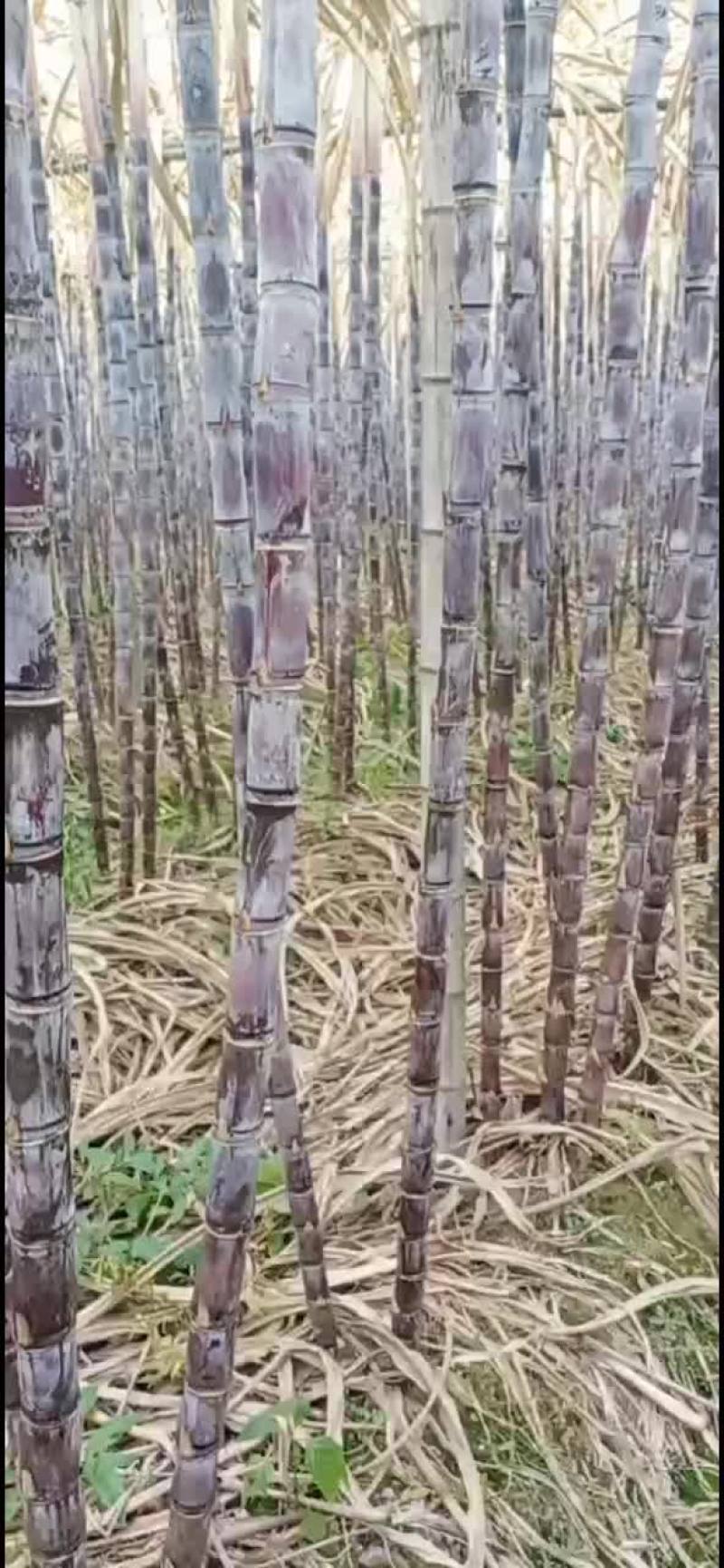 广东翁源黑皮甘蔗，只冻干了叶子，甘蔗肉没得事，