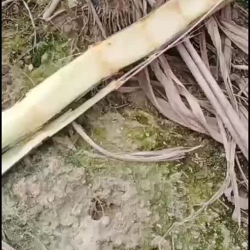广东翁源黑皮甘蔗，只冻干了叶子，甘蔗肉没得事，