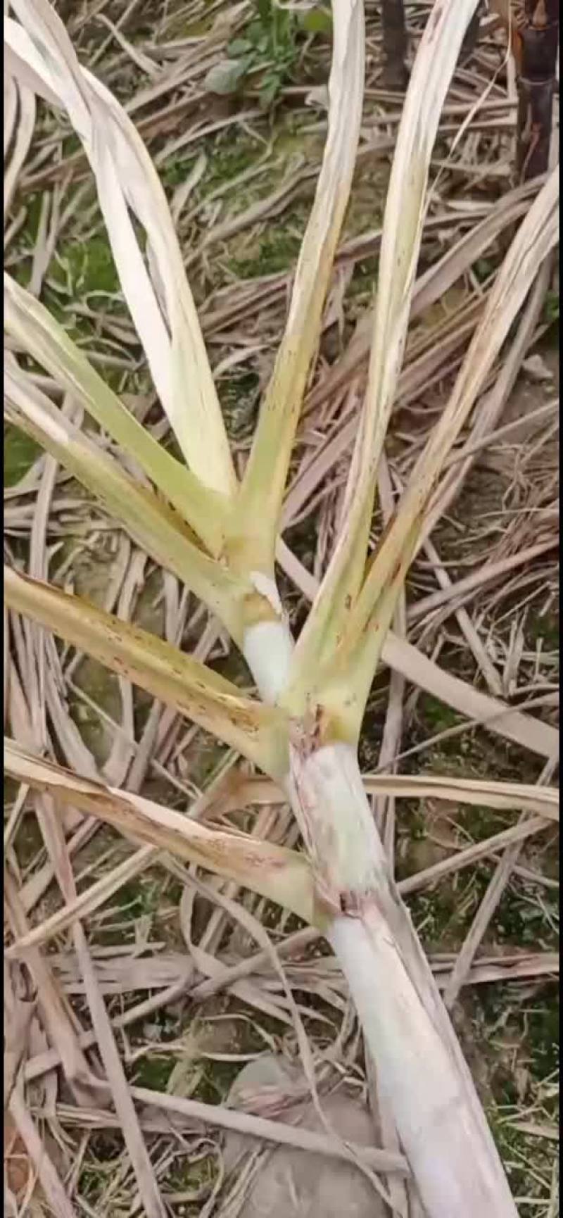 广东翁源黑皮甘蔗，