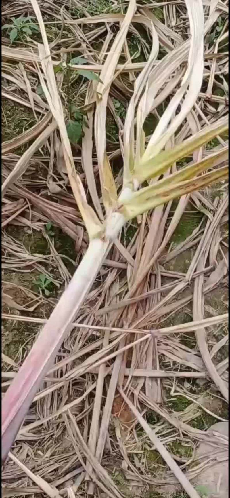 广东翁源黑皮甘蔗，