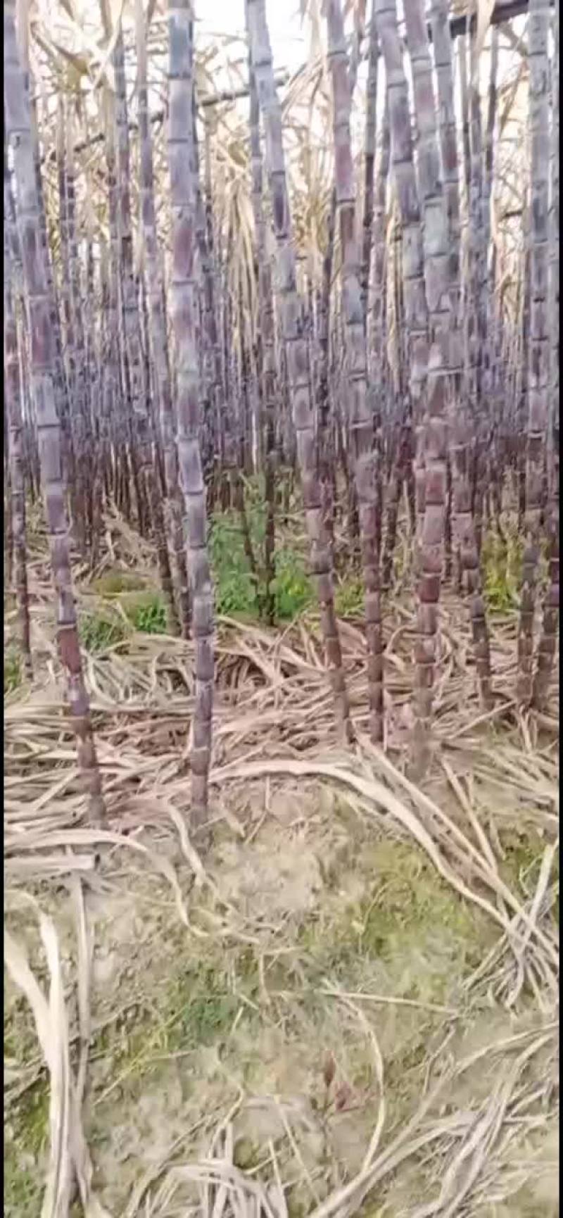 广东翁源黑皮甘蔗，