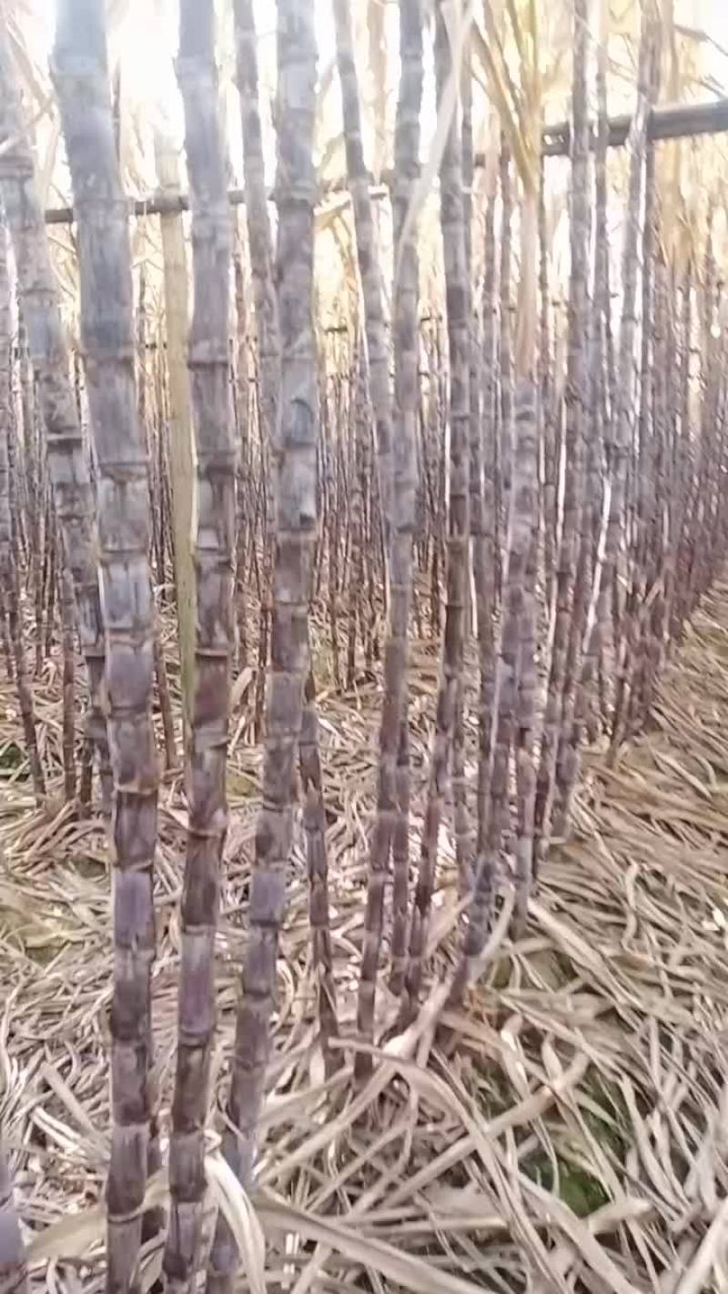 广东翁源黑皮甘蔗，