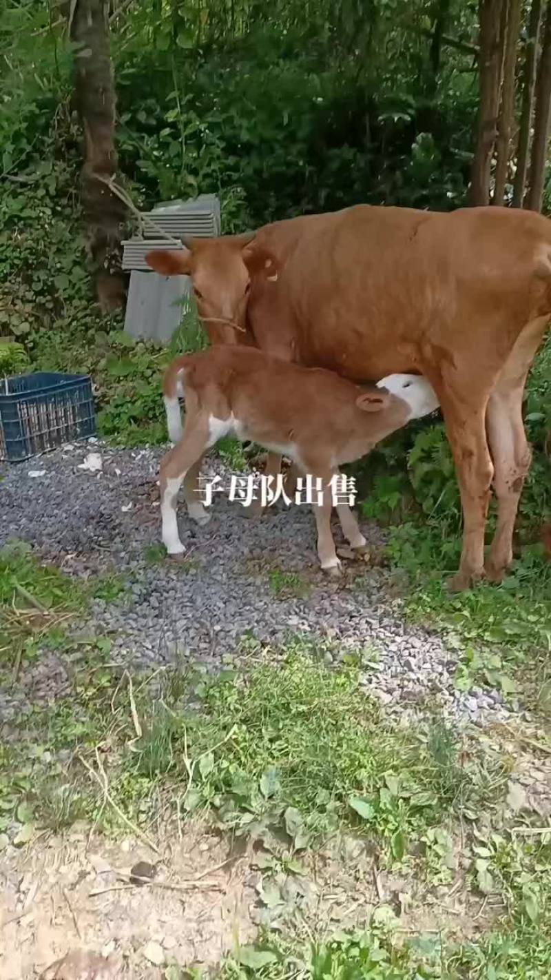 恩施硒都黄牛。