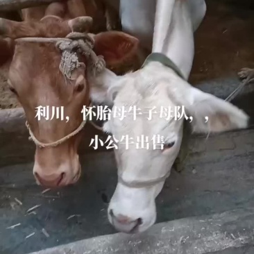 恩施硒都黄牛。
