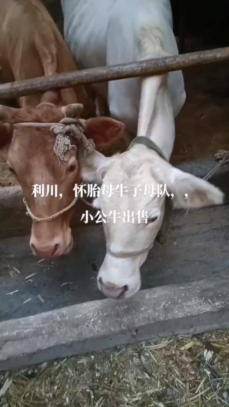恩施硒都黄牛。