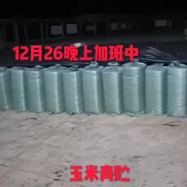 玉米杆青贮饲料