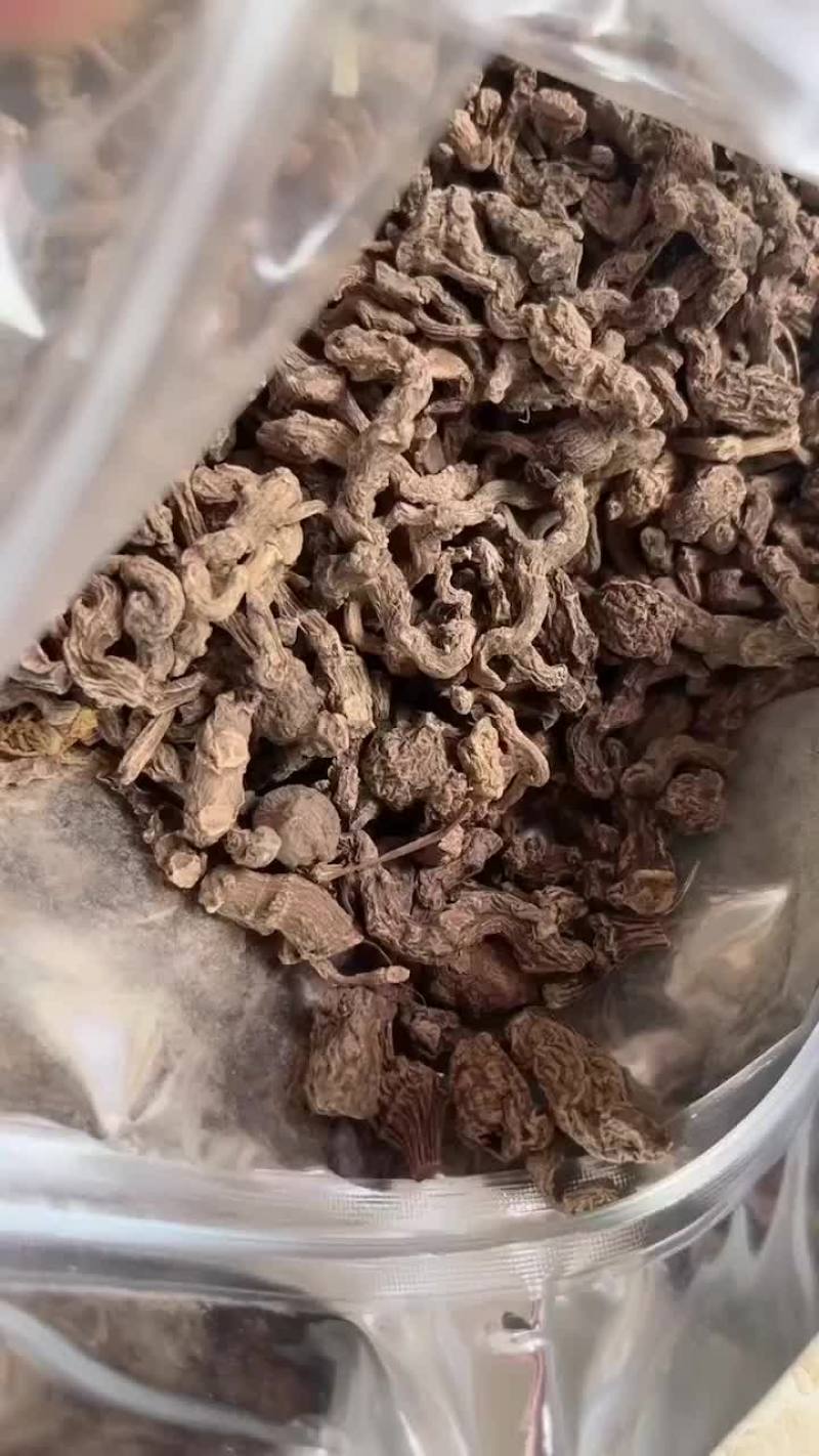 野生小三七