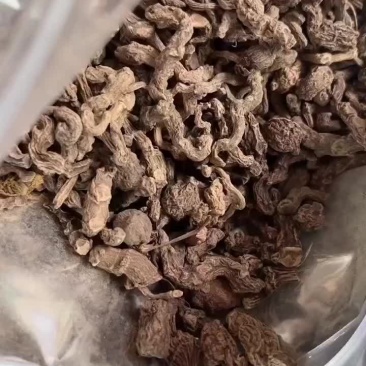 野生小三七