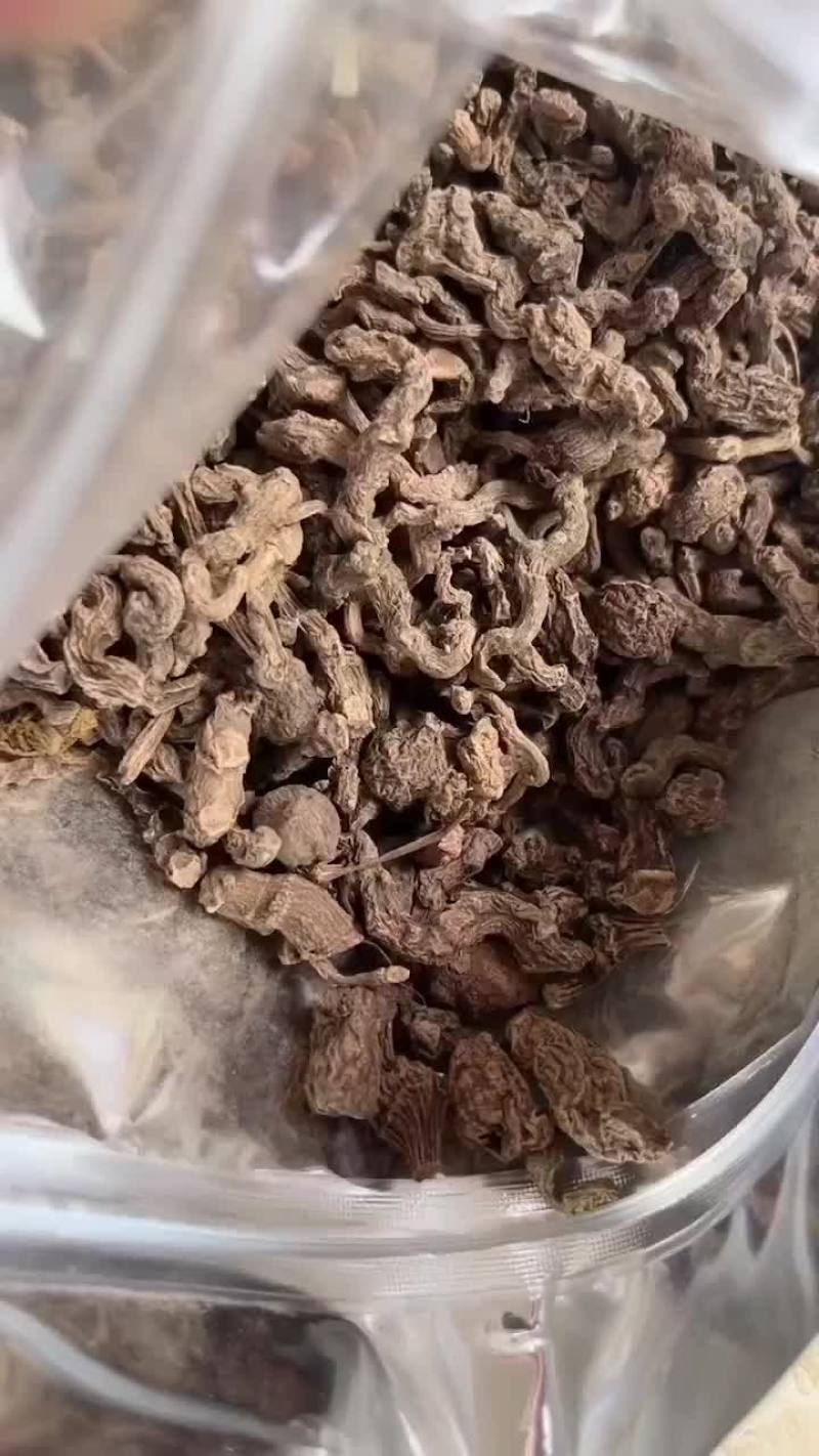 野生小三七
