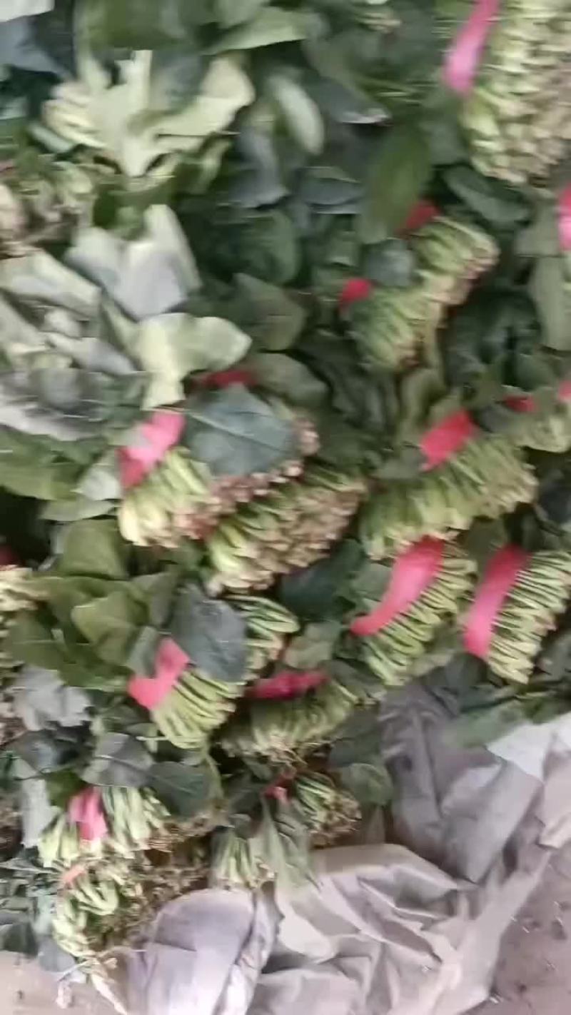 一级菠菜
