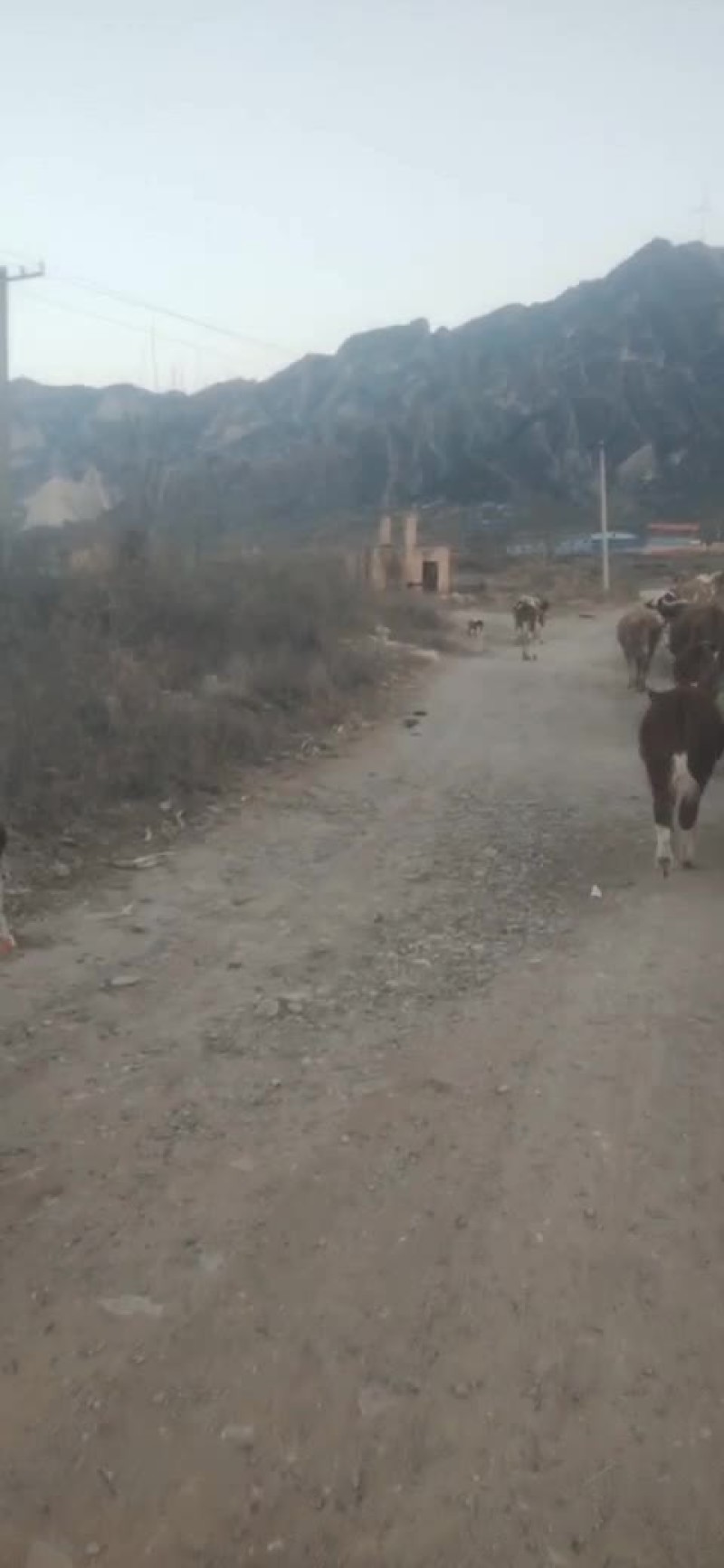 西门塔尔