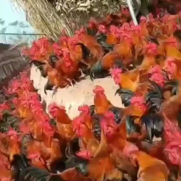 老水红瑶公鸡