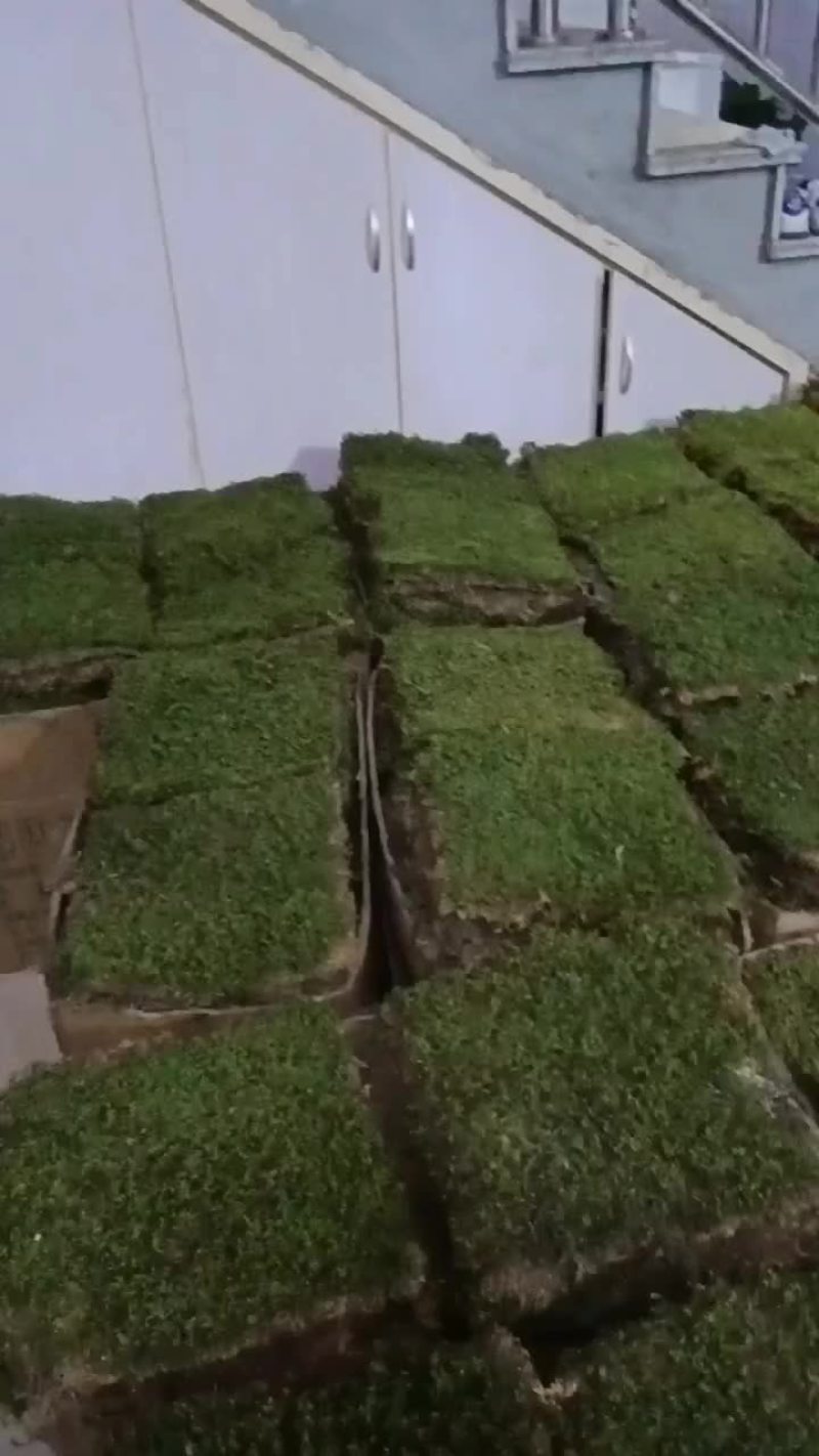 野生青苔，