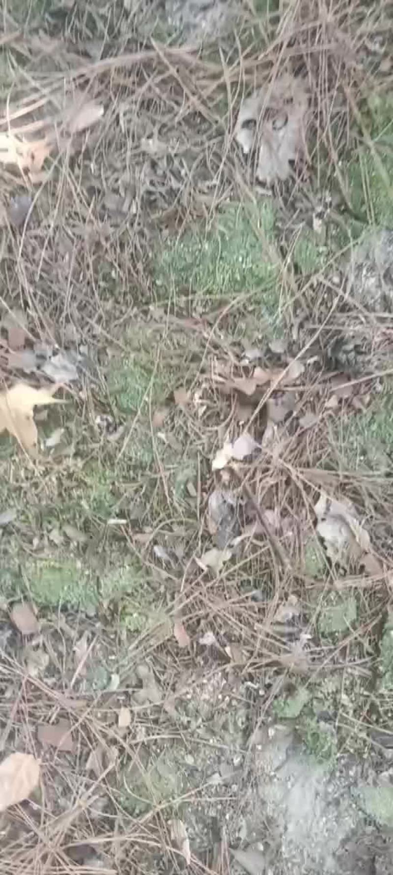 野生青苔，