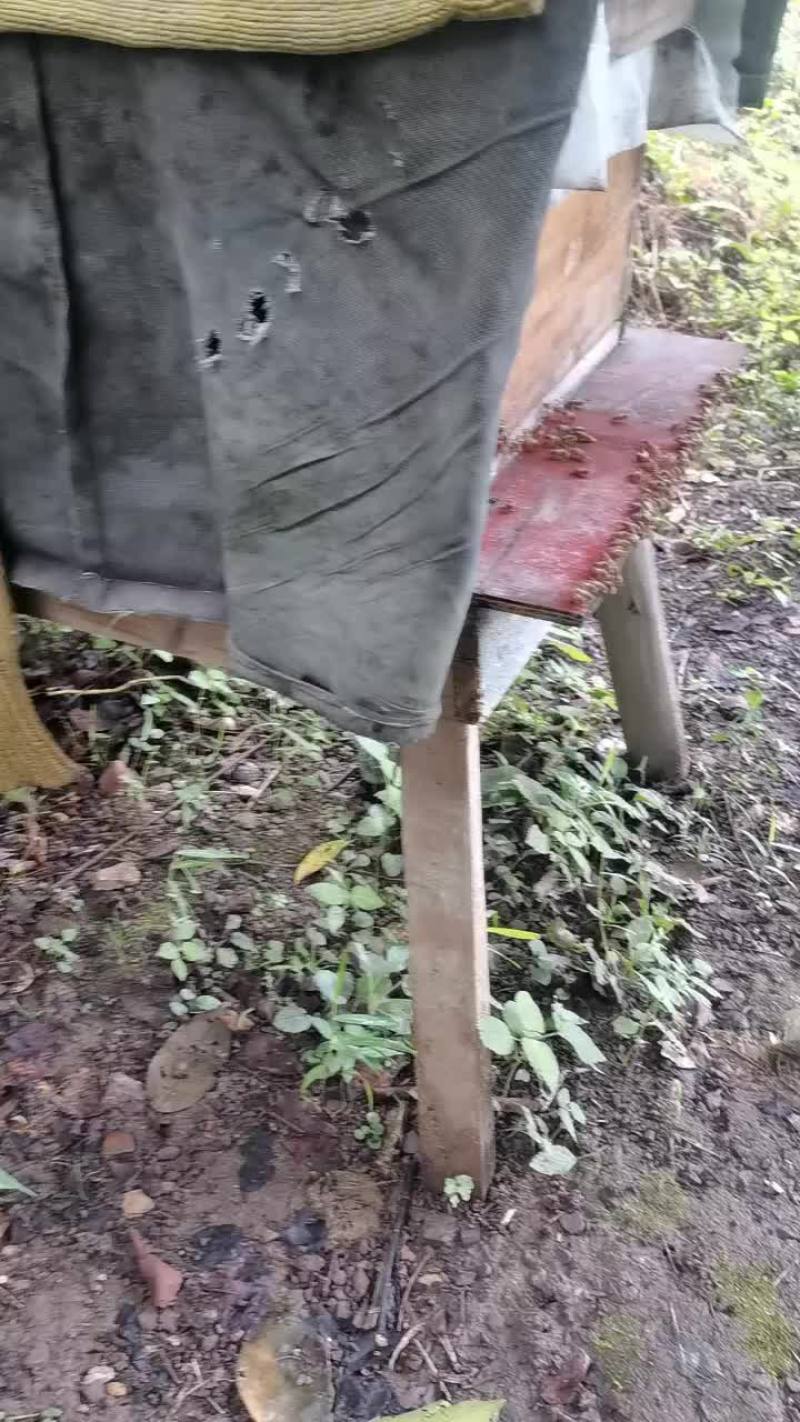 自家土蜂蜜