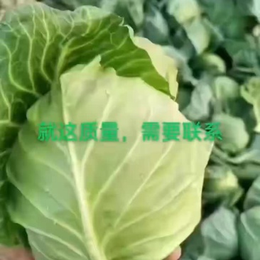 湖北甘蓝