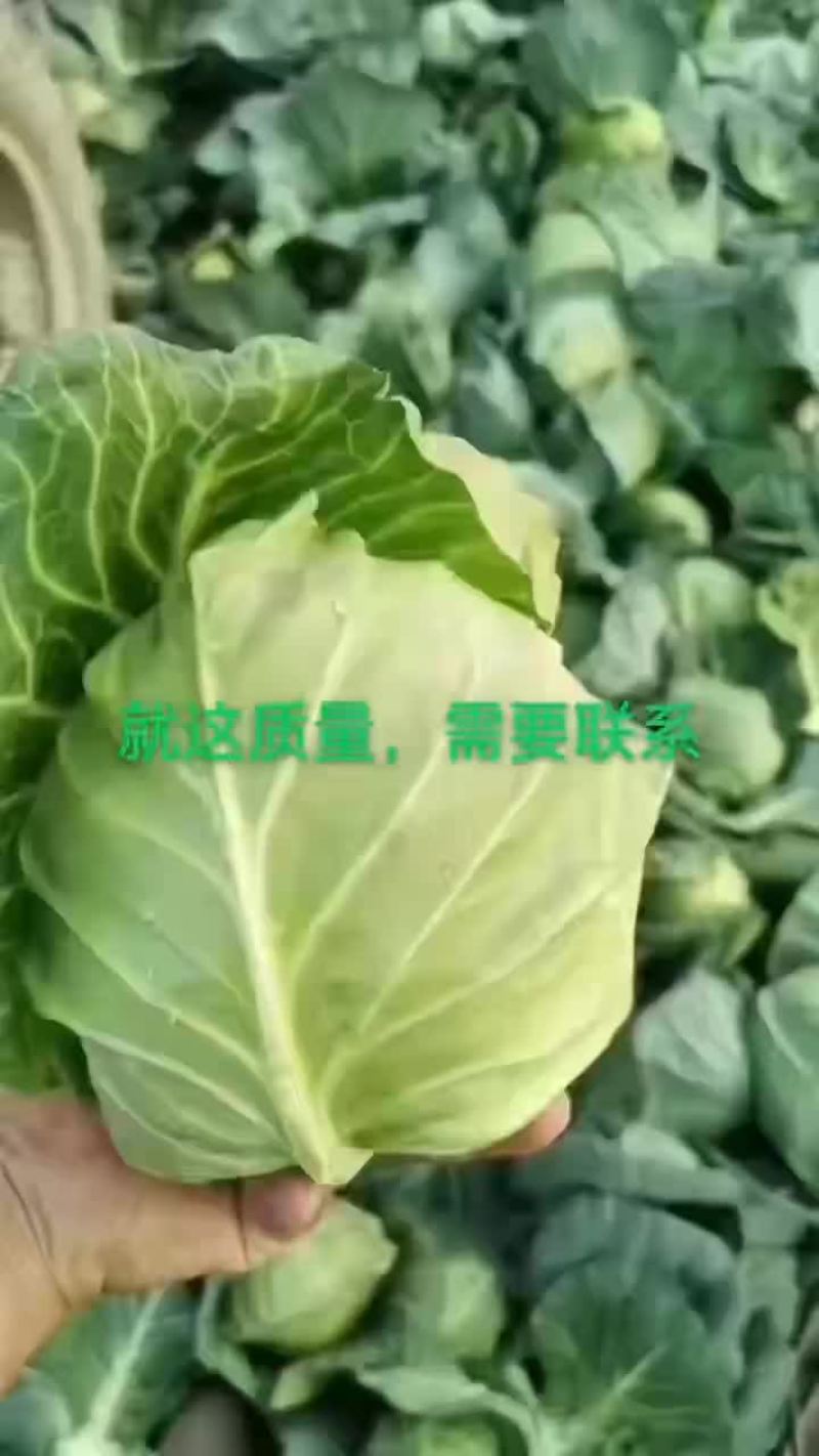 湖北甘蓝
