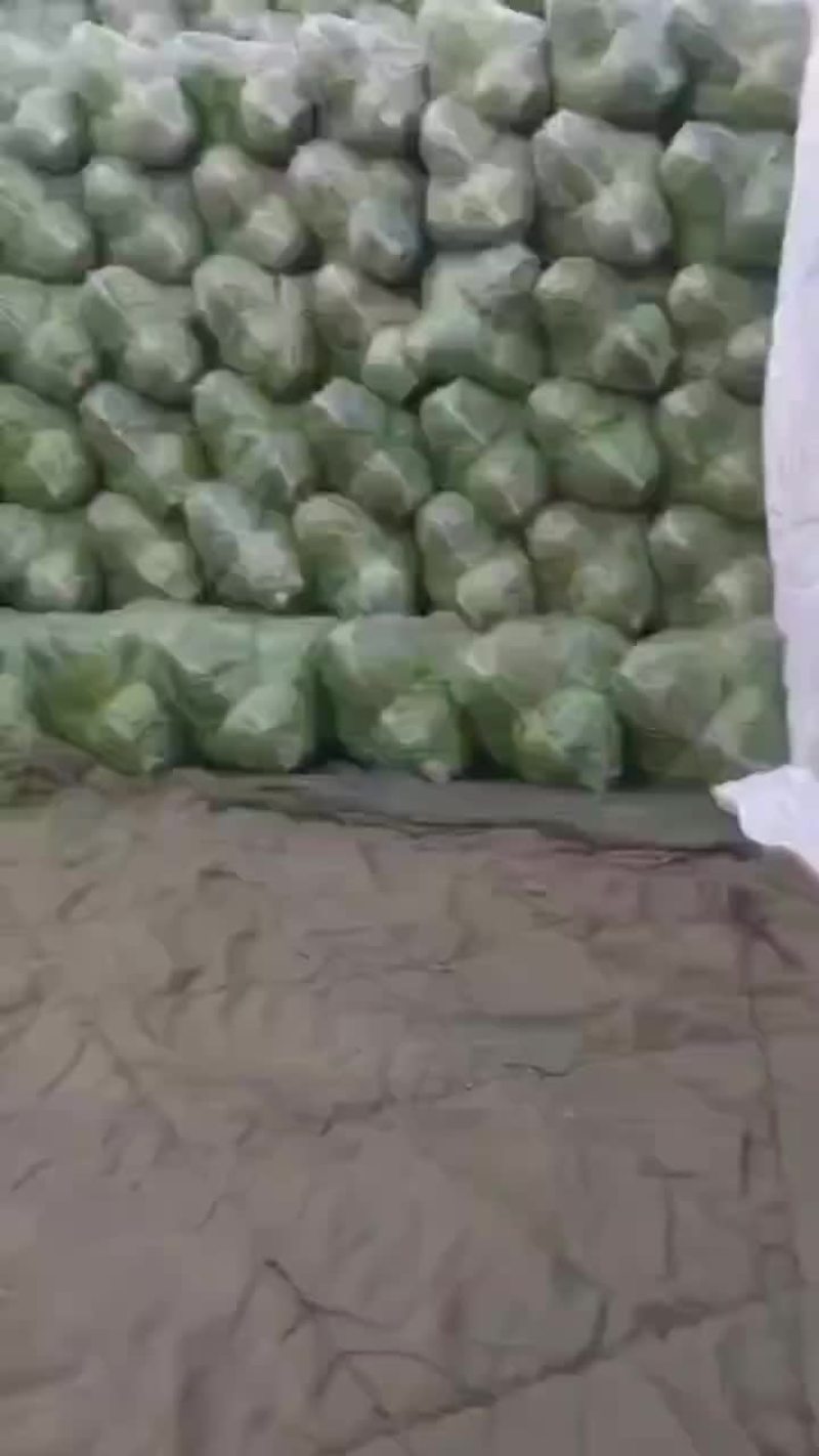 湖北甘蓝
