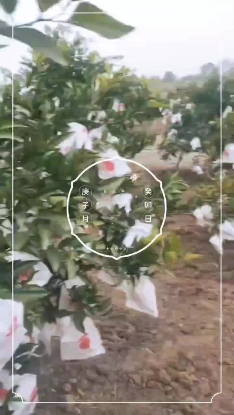耙耙柑70起步产地一手货源品质保障甜度高品质好欢迎咨询