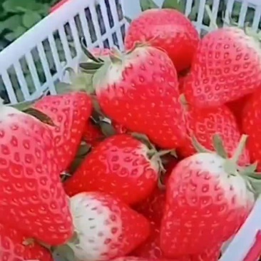 洛阳草莓果大新鲜味道美