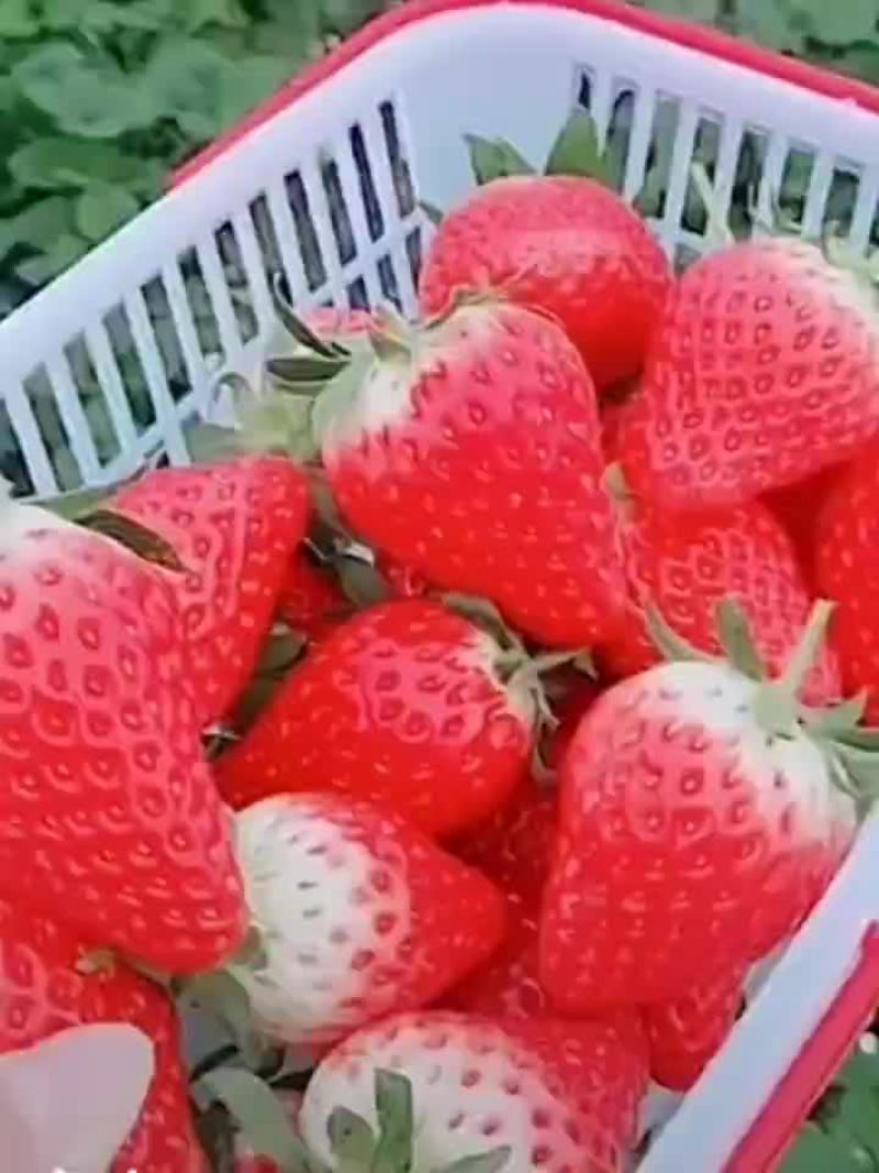 洛阳草莓果大新鲜味道美